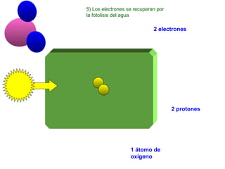 2 electrones 2 protones 1 átomo de oxígeno 5) Los electrones se recuperan por la fotolisis del agua 