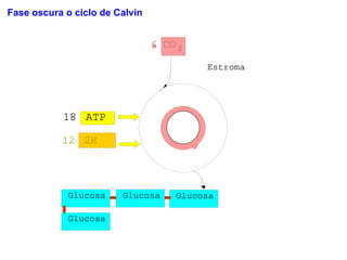 Fase oscura o ciclo de Calvin 