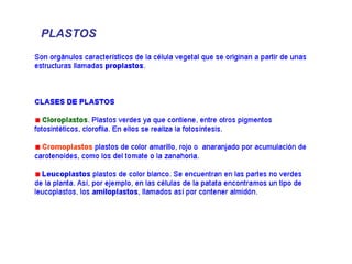 PLASTOS 