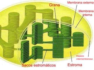 EstromaSacos estromáticos
Espacio
intermembranoso
Membrana
interna
Membrana externa
Grana
 