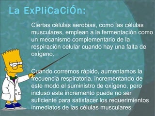 La ExPliCaCiÓn:
 Ciertas células aerobias, como las células
musculares, emplean a la fermentación como
un mecanismo complementario de la
respiración celular cuando hay una falta de
oxígeno.
 Cuando corremos rápido, aumentamos la
frecuencia respiratoria, incrementando de
este modo el suministro de oxígeno, pero
incluso este incremento puede no ser
suficiente para satisfacer los requerimientos
inmediatos de las células musculares.
 