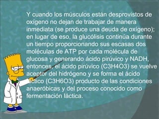  Y cuando los músculos están desprovistos de
oxígeno no dejan de trabajar de manera
inmediata (se produce una deuda de oxígeno);
en lugar de eso, la glucólisis continúa durante
un tiempo proporcionando sus escasas dos
moléculas de ATP por cada molécula de
glucosa y generando ácido pirúvico y NADH,
entonces, el ácido pirúvico (C3H4O3) se vuelve
aceptor del hidrógeno y se forma el ácido
láctico (C3H6O3) producto de las condiciones
anaeróbicas y del proceso conocido como
fermentación láctica.
 