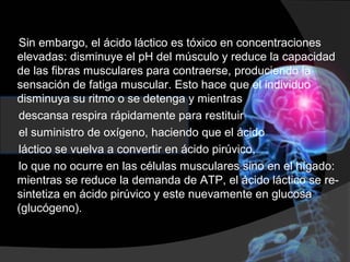 Sin embargo, el ácido láctico es tóxico en concentraciones
elevadas: disminuye el pH del músculo y reduce la capacidad
de las fibras musculares para contraerse, produciendo la
sensación de fatiga muscular. Esto hace que el individuo
disminuya su ritmo o se detenga y mientras
descansa respira rápidamente para restituir
el suministro de oxígeno, haciendo que el ácido
láctico se vuelva a convertir en ácido pirúvico,
lo que no ocurre en las células musculares sino en el hígado:
mientras se reduce la demanda de ATP, el ácido láctico se re-
sintetiza en ácido pirúvico y este nuevamente en glucosa
(glucógeno).
 