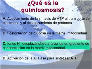 ¿Qué es la¿Qué es la
quimiosmosis?quimiosmosis?
A. Acoplamiento de la síntesis de ATP al transporte de
electrones y al desplazamiento de protones
B. Fosforilación de glucosa en la matriz mitocondrial
C. Iones H+
desplazándose a favor de un gradiente de
concentración en la matriz mitocondrial
D. Activación de la ATPasa para sintetizar ATP
 