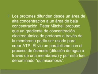  Los protones difunden desde un área de
alta concentración a un área de baja
concentración. Peter Mitchell propuso
que un gradiente de concentración
electroquímico de protones a través de
la membrana podía ser usado para
crear ATP. Él vio un paralelismo con el
proceso de ósmosis (difusión de agua a
través de una membrana) y por esto fue
denominado "quimiosmosis".
 