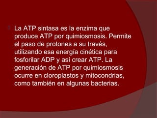  La ATP sintasa es la enzima que 
produce ATP por quimiosmosis. Permite 
el paso de protones a su través, 
utilizando esa energía cinética para 
fosforilar ADP y así crear ATP. La 
generación de ATP por quimiosmosis 
ocurre en cloroplastos y mitocondrias, 
como también en algunas bacterias.
 
