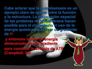 Cabe aclarar que la quimiósmosis es unCabe aclarar que la quimiósmosis es un
ejemplo claro de ajuste entre la funciónejemplo claro de ajuste entre la función
y la estructura. La disposición espacialy la estructura. La disposición espacial
de las proteínas de la membrana hacende las proteínas de la membrana hacen
posible para el cloroplasto el uso de laposible para el cloroplasto el uso de la
energía química para crear un gradienteenergía química para crear un gradiente
dede H+ 
y entonces utilizar la energíay entonces utilizar la energía
almacenada en ese gradientealmacenada en ese gradiente
para conducir la síntesis de ATP.para conducir la síntesis de ATP.
(Campbell; 29)(Campbell; 29)
 