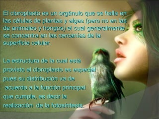 El cloroplasto es un orgánulo que se hallaEl cloroplasto es un orgánulo que se halla enen
las células de plantas y algas (pero no en laslas células de plantas y algas (pero no en las
de animales y hongos) el cualde animales y hongos) el cual generalmentegeneralmente
se concentra en las cercanías de lase concentra en las cercanías de la
superficie celular.superficie celular.
La estructura de la cual estáLa estructura de la cual está
provisto el cloroplasto es especialprovisto el cloroplasto es especial
pues su distribución va depues su distribución va de
acuerdo a la función principalacuerdo a la función principal
que cumple, es decir laque cumple, es decir la
realización de la fotosíntesis.realización de la fotosíntesis.
 