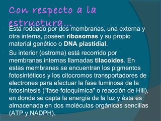 Con respecto a la
estructura… Está rodeado por dos membranas, una externa y
otra interna, poseen ribosomas y su propio
material genético o DNA plastidial.
 Su interior (estroma) está recorrido por
membranas internas llamadas tilacoides. En
estas membranas se encuentran los pigmentos
fotosintéticos y los citocromos transportadores de
electrones para efectuar la fase luminosa de la
fotosíntesis ("fase fotoquímica" o reacción de Hill),
en donde se capta la energía de la luz y ésta es
almacenada en dos moléculas orgánicas sencillas
(ATP y NADPH).
 