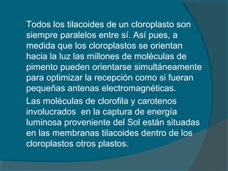  Todos los tilacoides de un cloroplasto son
siempre paralelos entre sí. Así pues, a
medida que los cloroplastos se orientan
hacia la luz las millones de moléculas de
pimento pueden orientarse simultáneamente
para optimizar la recepción como si fueran
pequeñas antenas electromagnéticas.
 Las moléculas de clorofila y carotenos
involucrados en la captura de energía
luminosa proveniente del Sol están situadas
en las membranas tilacoides dentro de los
cloroplastos otros plastos.
 