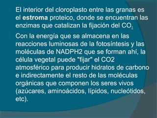  El interior del cloroplasto entre las granas es
el estroma proteico, donde se encuentran las
enzimas que catalizan la fijación del CO2.
 Con la energía que se almacena en las
reacciones luminosas de la fotosíntesis y las
moléculas de NADPH2 que se forman ahí, la
célula vegetal puede "fijar" el CO2
atmosférico para producir hidratos de carbono
e indirectamente el resto de las moléculas
orgánicas que componen los seres vivos
(azúcares, aminoácidos, lípidos, nucleótidos,
etc).
 