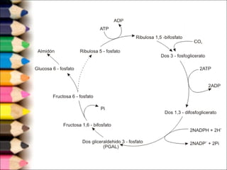  Estas reacciones no necesitan ya la
presencia de luz (aunque ocurre igual en
presencia de ella, simplemente no la
utiliza) y se realizan en el estroma del
cloroplasto, formando un ciclo conocido
como Ciclo de Calvin-Benson.
 