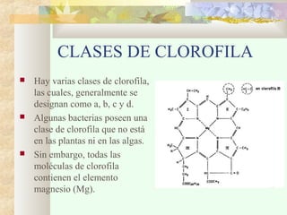 CLASES DE CLOROFILA
 Hay varias clases de clorofila,
las cuales, generalmente se
designan como a, b, c y d.
 Algunas bacterias poseen una
clase de clorofila que no está
en las plantas ni en las algas.
 Sin embargo, todas las
moléculas de clorofila
contienen el elemento
magnesio (Mg).
 