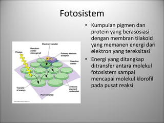 Fotosistem Kumpulan pigmen dan protein yang berasosiasi dengan membran tilakoid yang memanen energi dari elektron yang tereksitasi  Energi yang ditangkap ditransfer antara molekul fotosistem sampai mencapai molekul klorofil pada pusat reaksi 