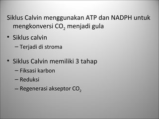 Siklus Calvin menggunakan ATP dan NADPH untuk mengkonversi CO 2  menjadi gula Siklus calvin  Terjadi di stroma Siklus Calvin memiliki 3 tahap Fiksasi karbon Reduksi Regenerasi akseptor CO 2   
