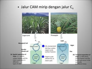 Jalur CAM mirip dengan jalur C 4   Spatial separation of steps.  In C 4  plants, carbon fixation and the Calvin cycle occur in different types of cells. (a) Temporal separation of steps.  In CAM plants, carbon fixation and the Calvin cycle occur in the same cells at different times. (b) Pineapple Sugarcane Bundle- sheath cell Mesophyll Cell Organic acid CALVIN CYCLE Sugar CO 2 CO 2 Organic acid CALVIN CYCLE Sugar C 4 CAM CO 2  incorporated into four-carbon organic acids (carbon fixation) Night Day 1 2 Organic acids release CO 2  to Calvin cycle 