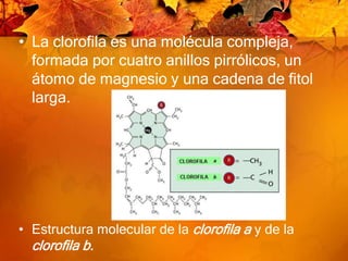 La clorofila es una molécula compleja, formada por cuatro anillos pirrólicos, un átomo de magnesio y una cadena de fitol larga. Estructura molecular de la clorofila ay de laclorofila b.