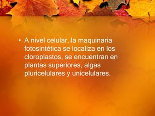 A nivel celular, la maquinaria fotosintética se localiza en los cloroplastos, se encuentran en  plantas superiores, algas pluricelulares y unicelulares.