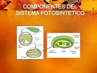 COMPONENTES DEL SISTEMA FOTOSINTETICO