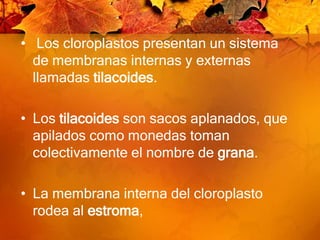  Los cloroplastos presentan un sistema de membranas internas y externas llamadas tilacoides.Los tilacoides son sacos aplanados, que apilados como monedas toman colectivamente el nombre de grana. La membrana interna del cloroplasto rodea al estroma,