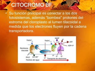 CITOCROMO BFSu función principal es conectar a los dos fotosistemas, además “bombea” protones del estroma del cloroplasto al lumen tilacoidal a medida que los electrones fluyen por la cadena transportadora.