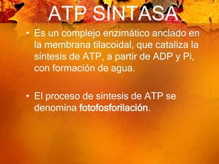 ATP SINTASAEs un complejo enzimático anclado en la membrana tilacoidal, que cataliza la síntesis de ATP, a partir de ADP y Pi, con formación de agua.El proceso de síntesis de ATP se denomina fotofosforilación. 