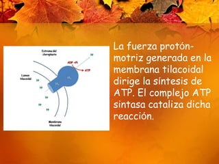 La fuerza protón-motriz generada en la membrana tilacoidal dirige la síntesis de ATP. El complejo ATP sintasa cataliza dicha reacción. 