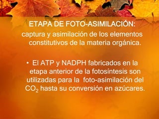 ETAPA DE FOTO-ASIMILACIÓN:captura y asimilación de los elementos constitutivos de la materia orgánica. El ATP y NADPH fabricados en la etapa anterior de la fotosíntesis son utilizadas para la  foto-asimilación del CO2 hasta su conversión en azúcares.Esta etapa ocurre  en el estroma del cloroplasto, y es el primer paso en la producción de biomasa.La ruta del carbono en la fotosíntesis fue descripta en la década de 1950, dando origen al ciclo de Calvin y Benson, llamado así en honor a los investigadores que la estudiaron. Este ciclo se divide en tres fases: 