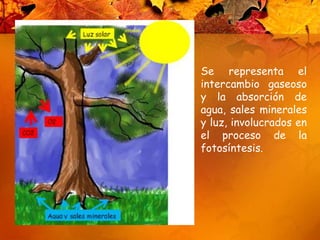 Se representa el intercambio gaseoso y la absorción de agua, sales minerales y luz, involucrados en el proceso de la fotosíntesis. 