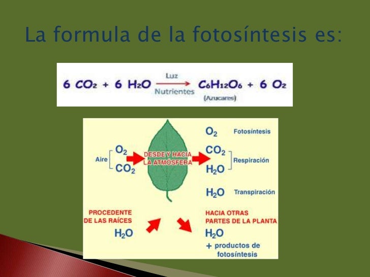 Fotosintesis.