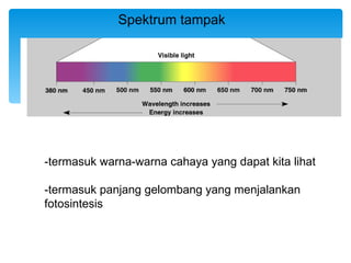 Spektrum tampak




-termasuk warna-warna cahaya yang dapat kita lihat

-termasuk panjang gelombang yang menjalankan
fotosintesis
 