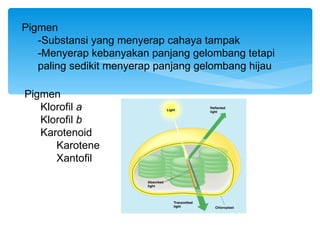 Pigmen
   -Substansi yang menyerap cahaya tampak
   -Menyerap kebanyakan panjang gelombang tetapi
   paling sedikit menyerap panjang gelombang hijau

Pigmen
   Klorofil a
   Klorofil b
   Karotenoid
      Karotene
      Xantofil
 