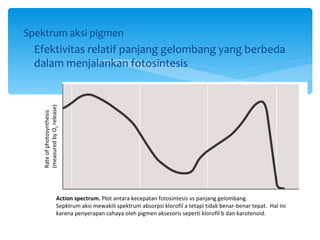 ∗ Spektrum aksi pigmen
  ∗ Efektivitas relatif panjang gelombang yang berbeda
    dalam menjalankan fotosintesis
     (measured by O2 release)
     Rate of photosynthesis




                        Action spectrum. Plot antara kecepatan fotosintesis vs panjang gelombang.
                        Sepktrum aksi mewakili spektrum absorpsi klorofil a tetapi tidak benar-benar tepat. Hal ini
                        karena penyerapan cahaya oleh pigmen aksesoris seperti klorofil b dan karotenoid.
 
