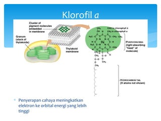 Klorofil a




∗ Klorofil a adalah pigmen yang
  secara langsung berpartisipasi
  dalam reaksi terang
∗ Pigmen lain menambahkan energi
  ke klorofil a
∗ Penyerapan cahaya meningkatkan
  elektron ke orbital energi yang lebih
  tinggi
 