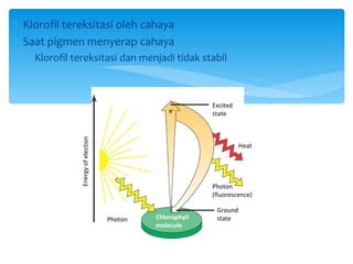 ∗ Klorofil tereksitasi oleh cahaya
∗ Saat pigmen menyerap cahaya
  ∗ Klorofil tereksitasi dan menjadi tidak stabil



                                                           Excited
                                                 e–        state
               Energy of election




                                                                     Heat




                                                           Photon
                                                           (fluorescence)

                                                            Ground
                                    Photon   Chlorophyll    state
                                             molecule
 