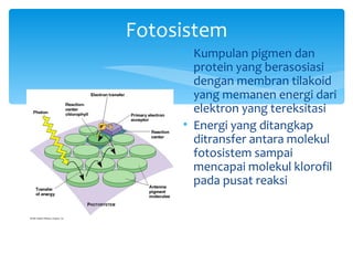 Fotosistem
     • Kumpulan pigmen dan
       protein yang berasosiasi
       dengan membran tilakoid
       yang memanen energi dari
       elektron yang tereksitasi
     • Energi yang ditangkap
       ditransfer antara molekul
       fotosistem sampai
       mencapai molekul klorofil
       pada pusat reaksi
 