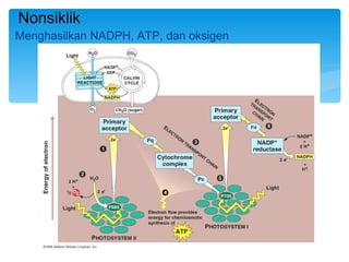 Nonsiklik
Menghasilkan NADPH, ATP, dan oksigen
 