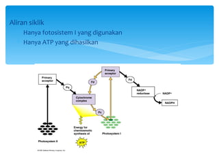 Aliran siklik
  ∗ Hanya fotosistem I yang digunakan
  ∗ Hanya ATP yang dihasilkan
 