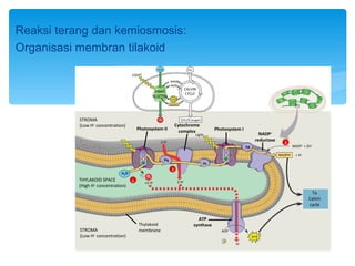 Reaksi terang dan kemiosmosis:
Organisasi membran tilakoid
                                                        H2O                       CO2
                                     LIGHT
                                                                   NADP+
                                                                   ADP
                                                                                 CALVIN
                                                       LIGHT
                                                                                 CYCLE
                                                      REACTOR
                                                                    ATP
                                                                   NADPH




           STROMA                                        O2                 [CH2O] (sugar)
           (Low H+ concentration)                                       Cytochrome
                                         Photosystem II                   complex                  Photosystem I
                                                                                        Light                               NADP+
                                                          2 H+                                                            reductase
                                                                                                                                        3
                                                                                                                    Fd                        NADP+ + 2H+

                                                                                                                                      NADPH    + H+
                                                              Pq
                                                                                             Pc
                                                                    2
                               H2O        1
                                              ⁄2 O2
           THYLAKOID SPACE           1                                    2 H+
                                               +2 H+
           (High H+ concentration)
                                                                                                                                                        To
                                                                                                                                                       Calvin
                                                                                                                                                       cycle

                                                                                          ATP
                                         Thylakoid                                      synthase
           STROMA                        membrane                                                     ADP
           (Low H+ concentration)                                                                                        ATP
                                                                                                      P
                                                                                                            H   +
 