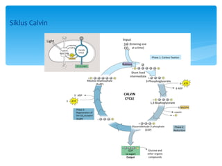 Siklus Calvin
                      H2O                   CO2
            Light                                                                  Input
                                NADP+                                               3 (Entering one
                                ADP
                                          CALVIN
                                                                                    CO2 at a time)
                      LIGHT
                    REACTION               CYCLE
                                ATP
                                NADPH                                                                            Phase 1: Carbon fixation

                                                                                   Rubisco
                      O2                [CH2O] (sugar)
                                                                                             3 P                        P

                                                                                           Short-lived
                                                                                          intermediate      6               P
                                                         3 P                   P
                                                     Ribulose bisphosphate                                 3-Phosphoglycerate
                                                            (RuBP)                                                                          6 ATP
                                                                                                                                       6 ADP

                                      3 ADP                                            CALVIN
                                                                                        CYCLE                     6 P            P
                            3     ATP
                                                                                                                1,3-Bisphoglycerate
                                                                                                                                           6 NADPH
                                        Phase 3:
                                        Regeneration of                                                                               6 NADPH+
                                        the CO2 acceptor                                                                             6 P
                                        (RuBP)                 5           P
                                                                   (G3P)                               6          P
                                                                                             Glyceraldehyde-3-phosphate               Phase 2:
                                                                                                        (G3P)                        Reduction




                                                                                   1               P
                                                                                          G3P               Glucose and
                                                                                       (a sugar)            other organic
                                                                                        Output               compounds
 