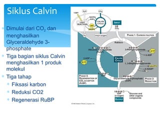 Siklus Calvin
∗ Dimulai dari CO2 dan
  menghasilkan
  Glyceraldehyde 3-
  phosphate
∗ Tiga bagian siklus Calvin
  menghasilkan 1 produk
  molekul
∗ Tiga tahap
  ∗ Fiksasi karbon
  ∗ Reduksi CO2
  ∗ Regenerasi RuBP
 