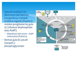 1 Sebuah molekul CO2
  dikonversi dari bentuk
  inorganiknya menjadi
  molekul organik (fixation)
  melalui pengikatan ke gula
  5C (ribulose bisphosphate
  atau RuBP).
  ∗ Dikatalisasi oleh enzim RuBP
    carboxylase (Rubisco).
∗ Bentuk gula 6C pecah
  menjadi 3-
  phosphoglycerate
 