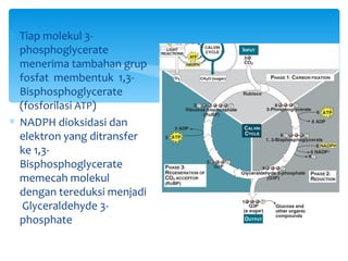 2 Tiap molekul 3-
  phosphoglycerate
  menerima tambahan grup
  fosfat membentuk 1,3-
  Bisphosphoglycerate
  (fosforilasi ATP)
∗ NADPH dioksidasi dan
  elektron yang ditransfer
  ke 1,3-
  Bisphosphoglycerate
  memecah molekul
  dengan tereduksi menjadi
   Glyceraldehyde 3-
  phosphate
 