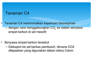 Tanaman C4

• Tanaman C4 meminimalkan keperluan fotorespirasi
   – dengan cara menggabungkan CO2 ke dalam senyawa
     empat karbon di sel mesofil


• Senyawa empat karbon tersebut
   – Dieksport ke sel berkas pembuluh, dimana CO2
     dilepaskan yang digunakan dalam siklus Calvin
 