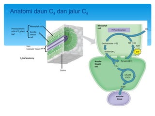 ∗ Anatomi daun C4 dan jalur C4

                          Mesophyll cell              Mesophyll
  Photosynthetic                                      cell                                                      CO
                                                                                                               CO2 2
                                                                        PEP carboxylase
  cells of C4 plant       Bundle-
  leaf                    sheath
                          cell

                                                             Oxaloacetate (4 C)              PEP (3 C)
                      Vein                                                                               ADP
                      (vascular tissue)
                                                                Malate (4 C)                             ATP

            C4 leaf anatomy
                                                   Bundle-                          Pyruate (3 C)
                                                   Sheath
                                                   cell                    CO2

                                           Stoma

                                                                                          CALVIN
                                                                                           CYCLE



                                                                                    Sugar



                                                                               Vascular
                                                                                tissue
 