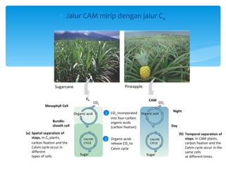 ∗ Jalur CAM mirip dengan jalur C4




                  Sugarcane                                     Pineapple

                                       C4                                      CAM
                                              CO2                                        CO2
            Mesophyll Cell
                                                                                               Night
                               Organic acid         1 CO2 incorporated    Organic acid
                                                      into four-carbon
                 Bundle-                              organic acids
                 sheath cell                          (carbon fixation)                        Day
(a) Spatial separation of                                                                            (b) Temporal separation of
    steps. In C4 plants,             CALVIN         2   Organic acids           CALVIN                   steps. In CAM plants,
    carbon fixation and the          CYCLE              release CO2 to          CYCLE                    carbon fixation and the
    Calvin cycle occur in                               Calvin cycle                                     Calvin cycle occur in the
    different                                                                                            same cells
    types of cells.                Sugar                                     Sugar
                                                                                                         at different times.
 