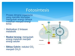 Fotosintesis
∗ Proses dimana organisme
  yang memiliki kloroplas
  mengubah energi cahaya
  matahari menjadi energi
  kimia

∗ Melibatkan 2 lintasan
  metabolik

∗ Reaksi terang: mengubah
  energi matahari menjadi
  energi seluler

∗ Siklus Calvin: reduksi CO2
  menjadi CH2O
 