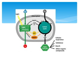 Light
                      Chloroplast

                      NADP+
                                    RuBP
                        ADP                   3-PGA
                        +P
        Light                        Calvin
        reactions                    cycle
            Ele
              ct r
               on




                                       G3P            Cellular
                  s




                                                      respiration
                                                      Cellulosse
                                                      Starch
                                                      Other organic
                                                      compounds
 
