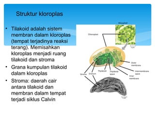 Struktur kloroplas
                                                                         Mesophyll


• Tilakoid adalah sistem
  membran dalam kloroplas              Chloroplast


  (tempat terjadinya reaksi
  terang). Memisahkan                                                                 5 µm



  kloroplas menjadi ruang
  tilakoid dan stroma                                                                 Outer

• Grana kumpulan tilakoid                                                             membrane

                                                 Thylakoid   Thylakoid                       Intermembrane
  dalam kloroplas             Stroma   Granum                space
                                                                                     Inner
                                                                                             space

                                                                                     membrane
• Stroma: daerah cair
  antara tilakoid dan
  membran dalam tempat
  terjadi siklus Calvin
                                                                            1 µm
 