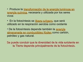 • Produce la transformación de la energía luminosa en
energía química, necesaria y utilizada por los seres
vivos
• En la fotosíntesis se libera oxígeno, que será
                               oxígeno
utilizado en la respiración aerobia como oxidante
• De la fotosíntesis depende también la energía
almacenada en combustibles fósiles como carbón,
petróleo y gas natural.

Se puede concluir que la diversidad de la vida existente en
    la Tierra depende principalmente de la fotosíntesis.
 